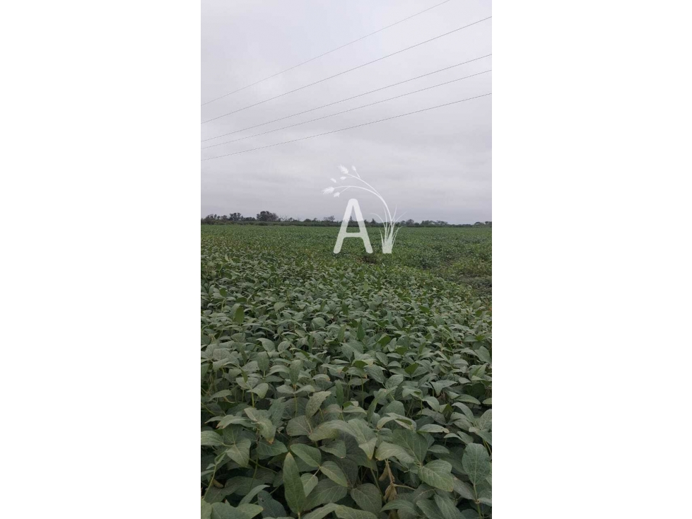VENDO 225 HAS AGRICOLAS - SANTA MARGARITA - 6