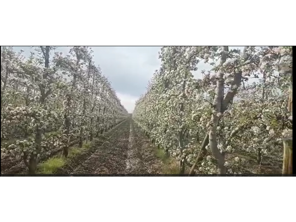 VENDO CHACRA PRODUCTIVA EN MAINQUÉ - RIO NEGRO - SOBRE RUTA 22 - 3