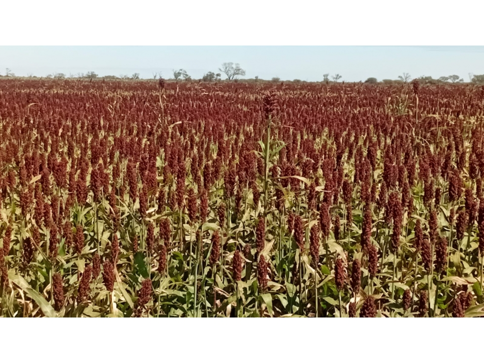 Campo Agrícola en Venta | 172 ha |· Real Sayana, Stgo del Estero - 2