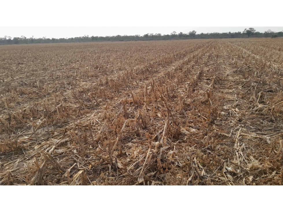 Campo Agrícola en Venta | 172 ha |· Real Sayana, Stgo del Estero - 3