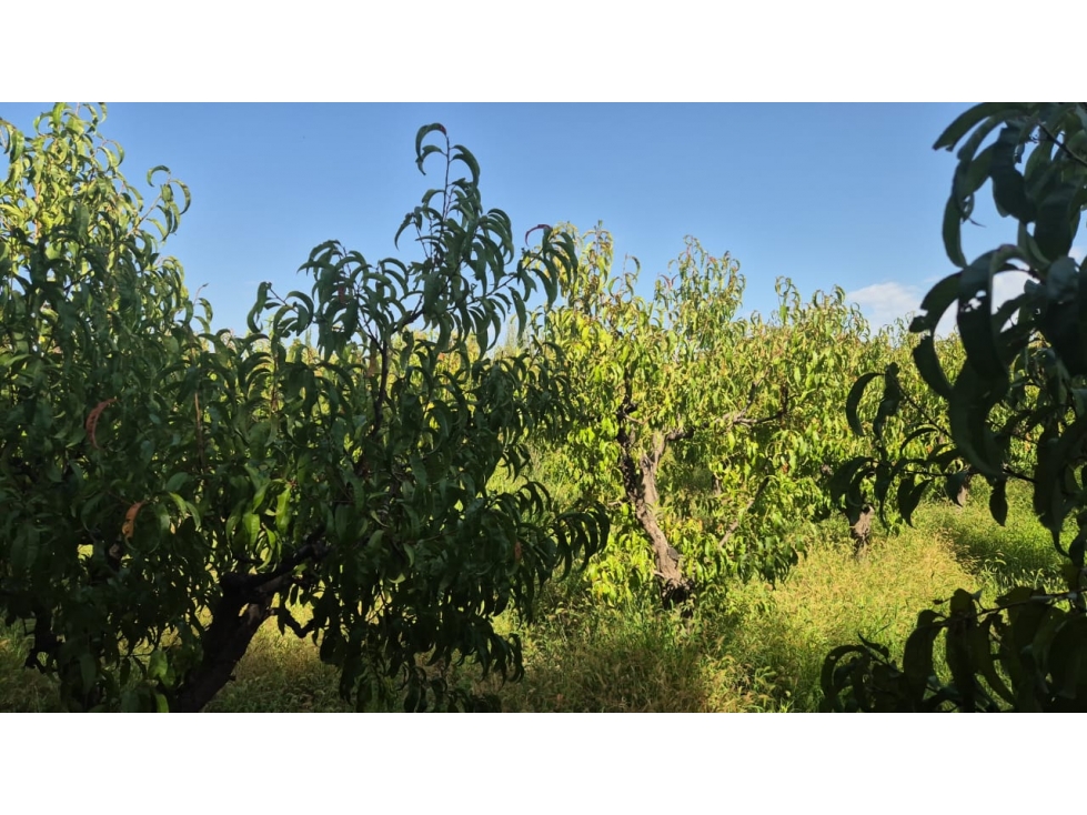 VENDE FINCA SOBRE CALLEJÓN MENACHO, SAN MARTÍN, MENDOZA. - 2