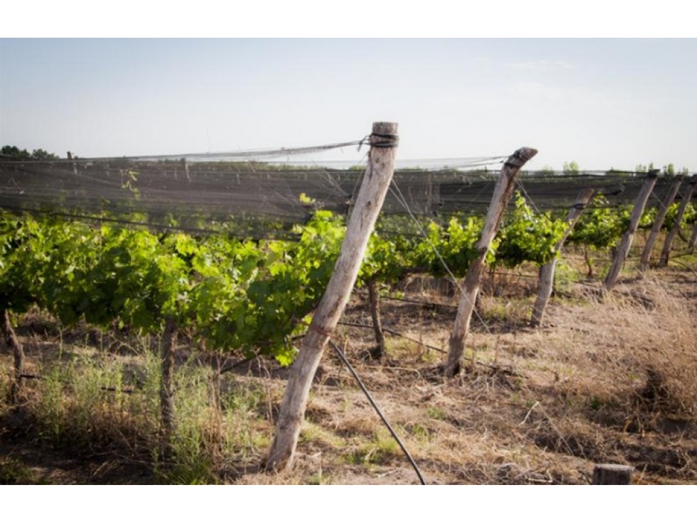VENDE FINCA EN DISTRITO MEDRANO, RIVADAVIA, MENDOZA. CARACTERISTICAS: - 1