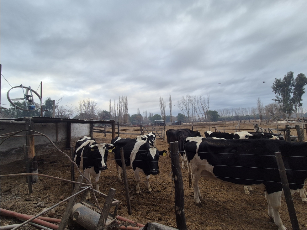 VENDE TAMBO Y FÁBRICA DE LÁCTEOS - EXCELENTE OPORTUNIDAD DE INVERSIÓN - 6