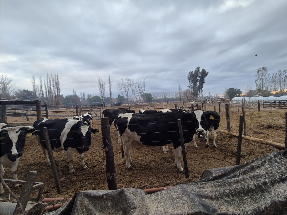 VENDE TAMBO Y FÁBRICA DE LÁCTEOS - EXCELENTE OPORTUNIDAD DE INVERSIÓN - 5