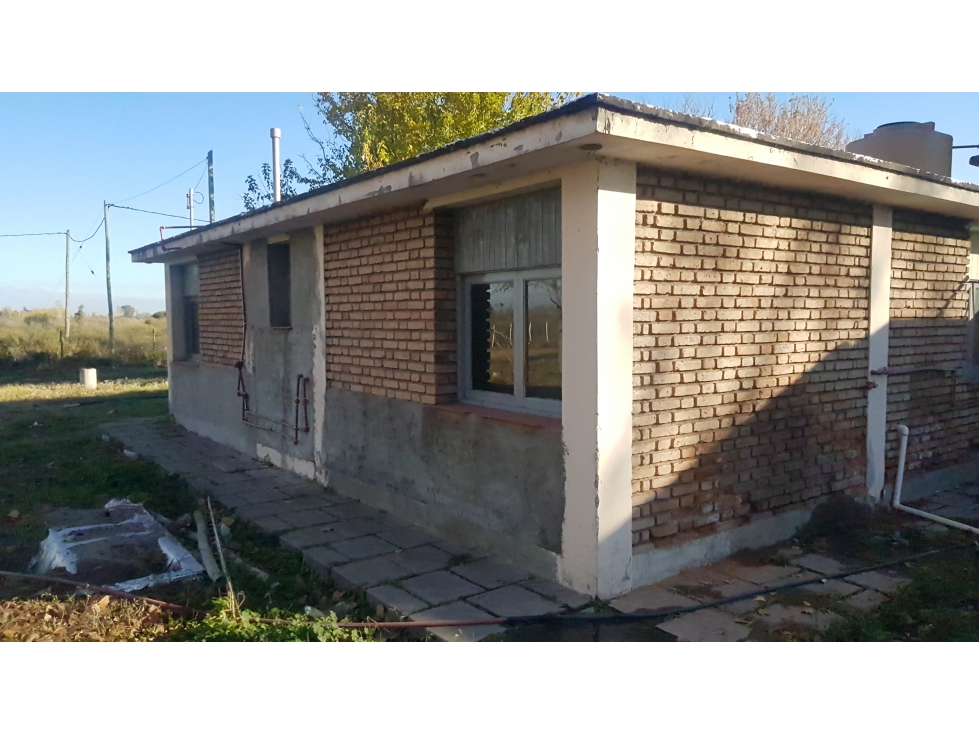 FINCA VIÑEDOS RIVADAVIA - 2