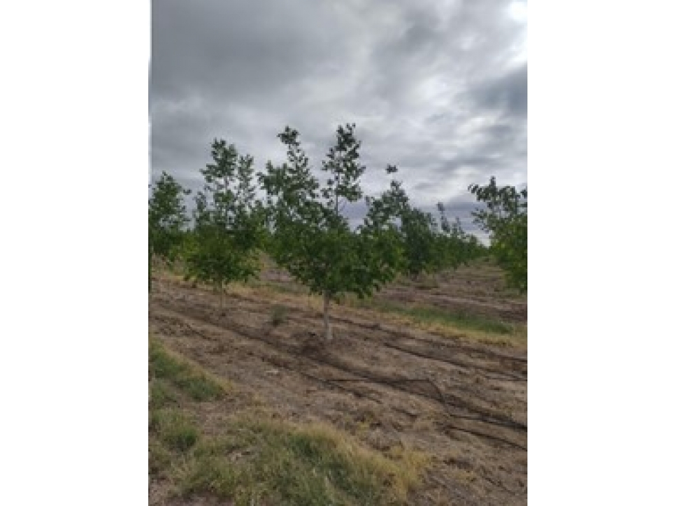 VENDE FINCA DE 86 HECTÁREAS, UBICADAS EN ANCHORIS, TUPUNGATO,MENDOZA - 2