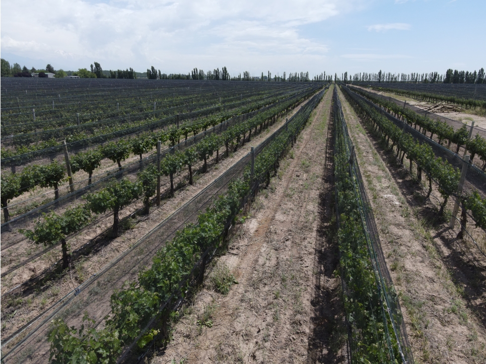 Viñedos El Cepillo - 2