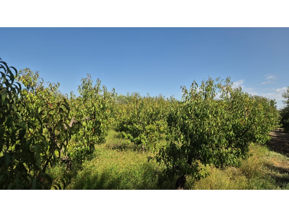 VENDE FINCA SOBRE CALLEJÓN MENACHO, SAN MARTÍN, MENDOZA. - 3