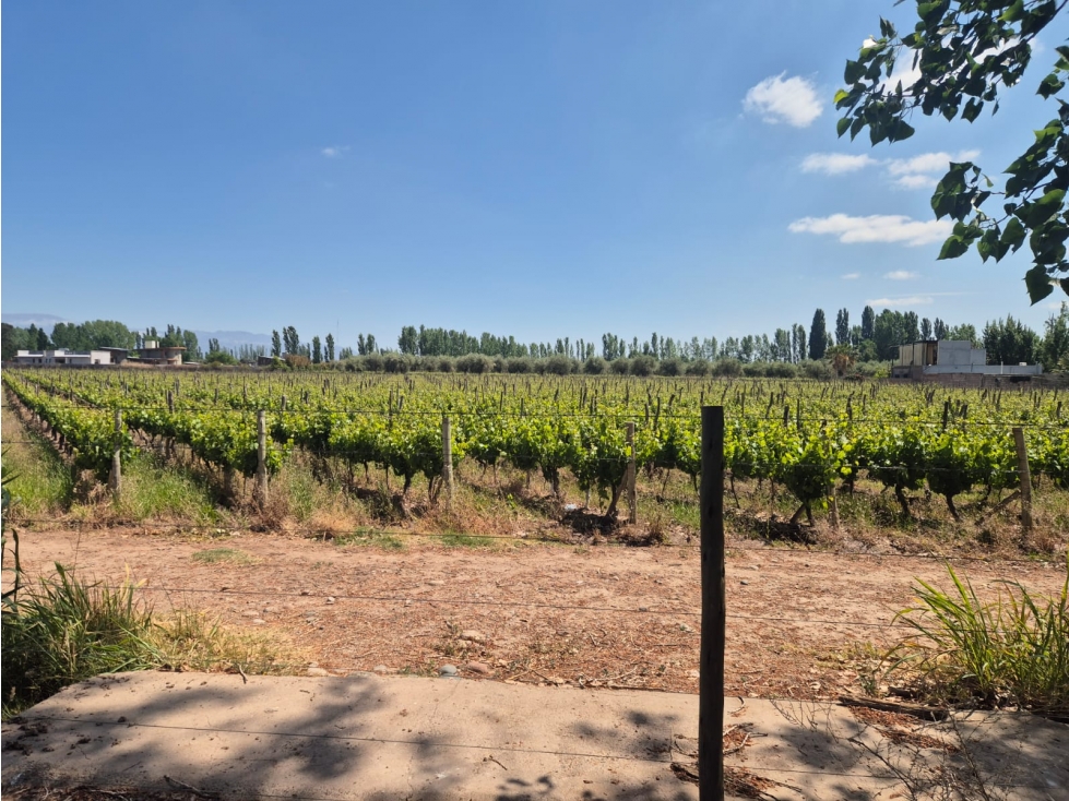 VENDE LOTEO EN LUNLUNTA, MAIPÚ, MENDOZA. - 3