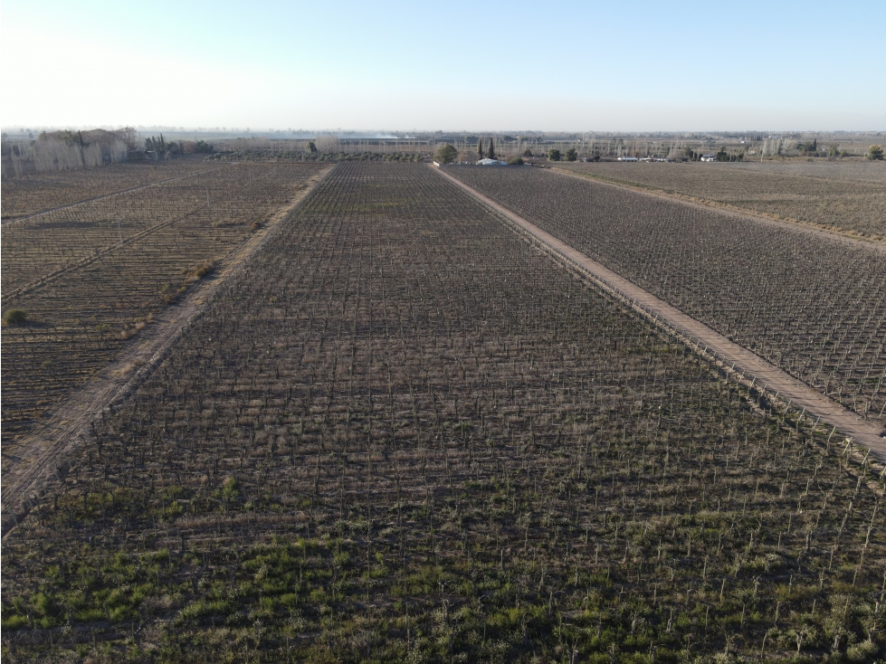 VENDE FINCA AGRÍCOLA EN SAN MARTÍN, MENDOZA - EXCELENTE OPORTUNIDAD - 2