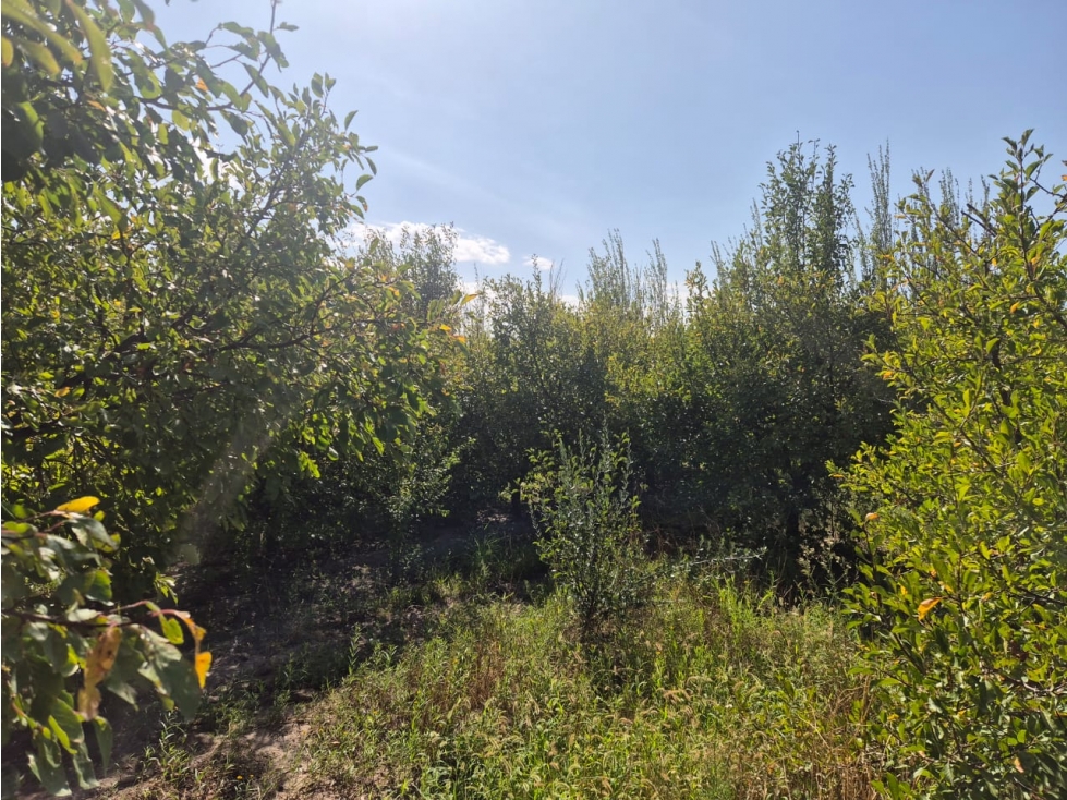 VENDE FINCA SOBRE CALLEJÓN MENACHO, SAN MARTÍN, MENDOZA. - 4