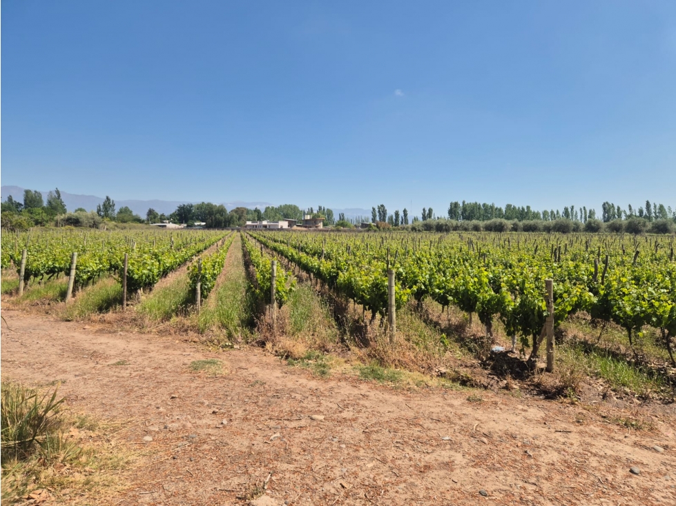 VENDE LOTEO EN LUNLUNTA, MAIPÚ, MENDOZA. - 4