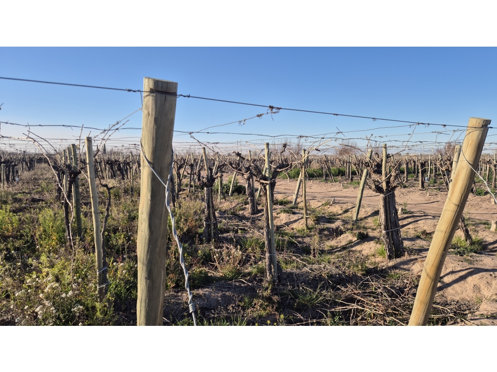 VENDE FINCA AGRÍCOLA EN SAN MARTÍN, MENDOZA - EXCELENTE OPORTUNIDAD - 3