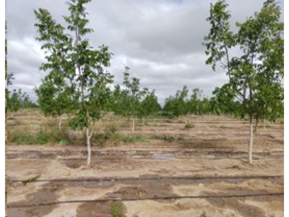 VENDE FINCA DE 86 HECTÁREAS, UBICADAS EN ANCHORIS, TUPUNGATO,MENDOZA - 4