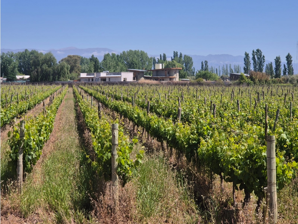 VENDE LOTEO EN LUNLUNTA, MAIPÚ, MENDOZA. - 5