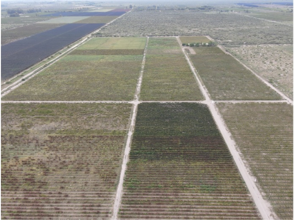 VENTA CONJUNTA DE 3 FINCAS CONTIGUAS - 4