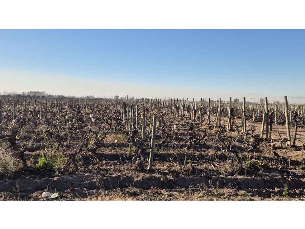 VENDE FINCA AGRÍCOLA EN SAN MARTÍN, MENDOZA - EXCELENTE OPORTUNIDAD - 4