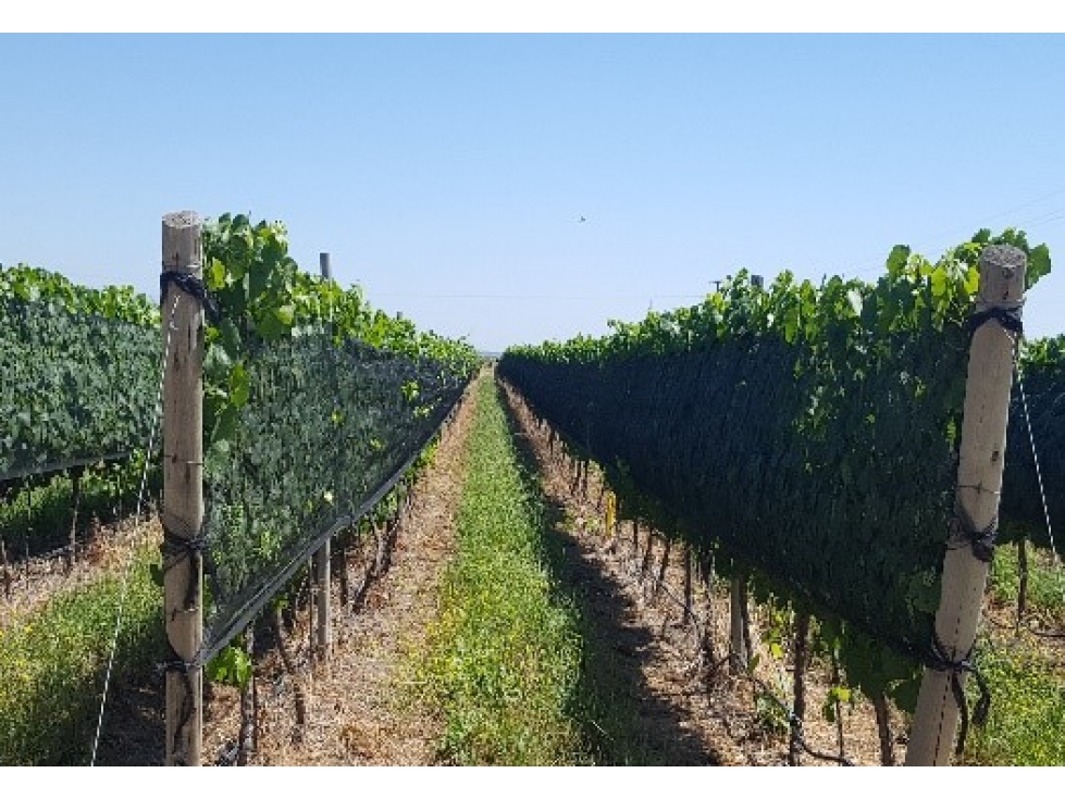 Viñedos El Cepillo - 1