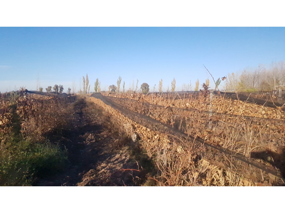 FINCA VIÑEDOS RIVADAVIA - 5