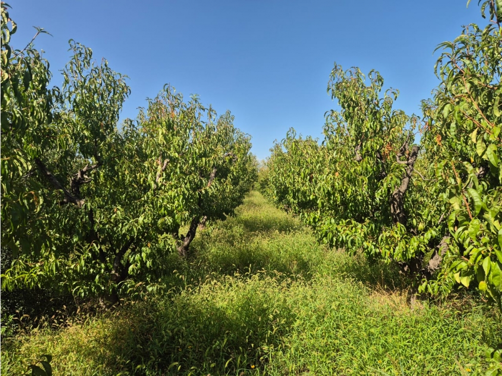 VENDE FINCA SOBRE CALLEJÓN MENACHO, SAN MARTÍN, MENDOZA. - 6