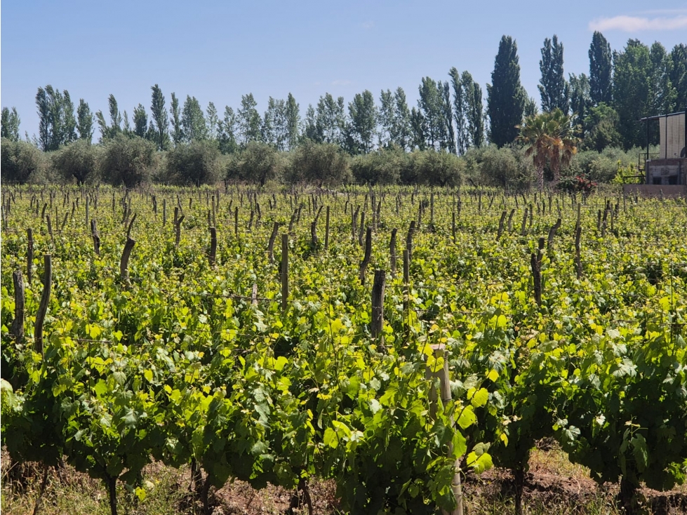 VENDE LOTEO EN LUNLUNTA, MAIPÚ, MENDOZA. - 6