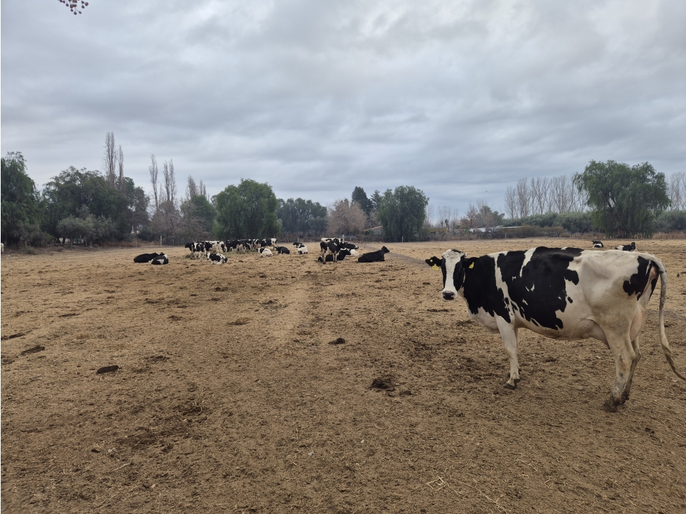 VENDE TAMBO Y FÁBRICA DE LÁCTEOS - EXCELENTE OPORTUNIDAD DE INVERSIÓN - 3