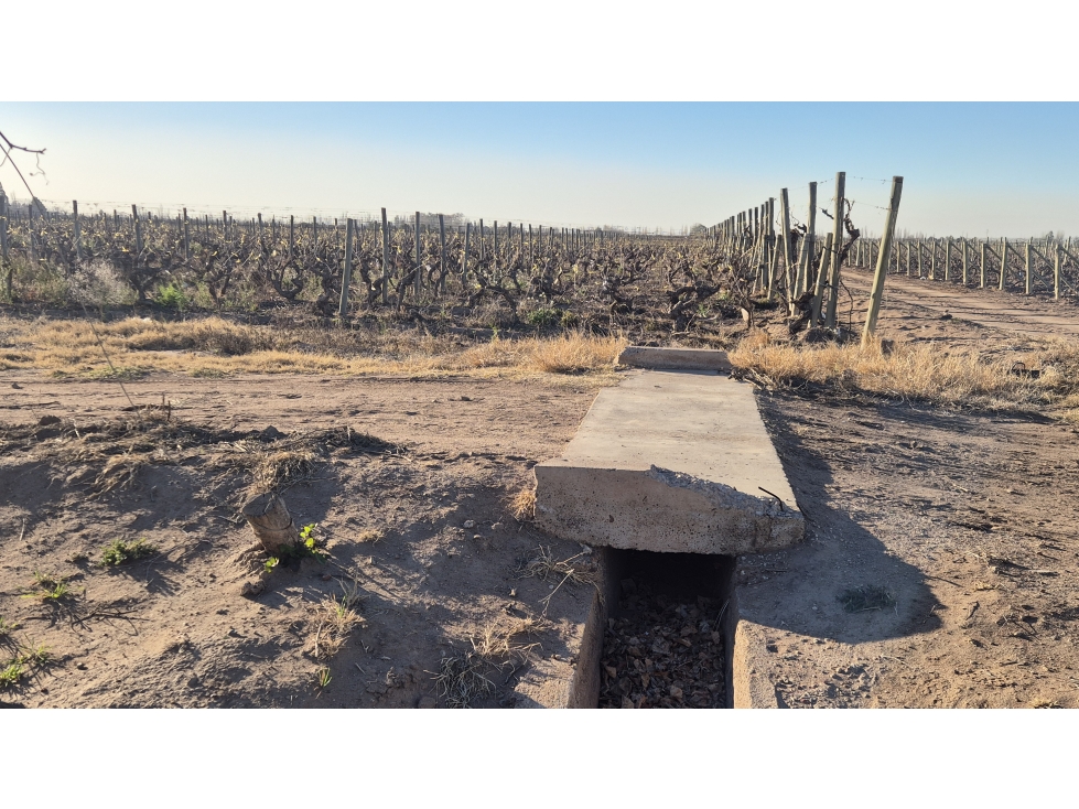 VENDE FINCA AGRÍCOLA EN SAN MARTÍN, MENDOZA - EXCELENTE OPORTUNIDAD - 5