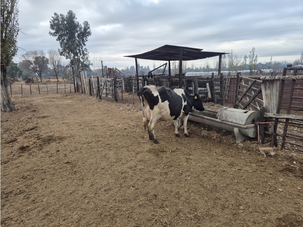VENDE TAMBO Y FÁBRICA DE LÁCTEOS - EXCELENTE OPORTUNIDAD DE INVERSIÓN - 2