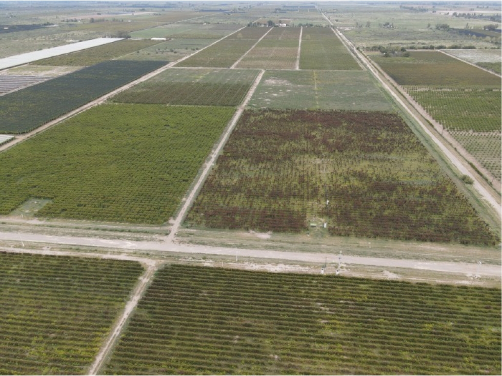 VENTA CONJUNTA DE 3 FINCAS CONTIGUAS - 6