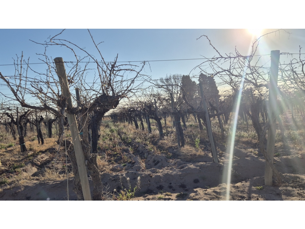VENDE FINCA AGRÍCOLA EN SAN MARTÍN, MENDOZA - EXCELENTE OPORTUNIDAD - 6