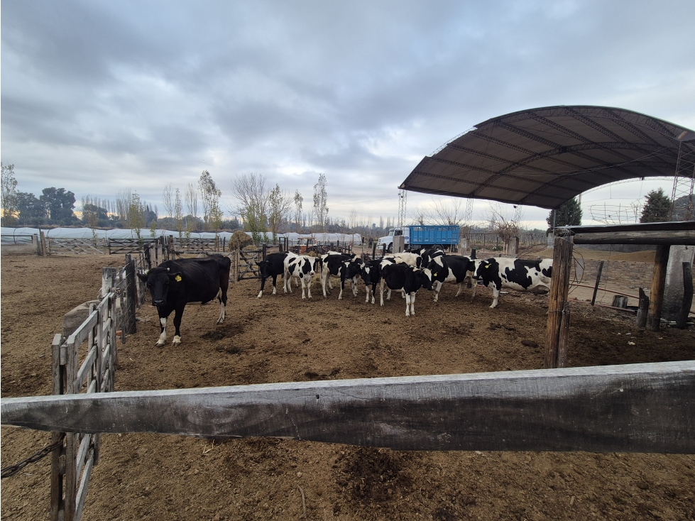 VENDE TAMBO Y FÁBRICA DE LÁCTEOS - EXCELENTE OPORTUNIDAD DE INVERSIÓN - 4