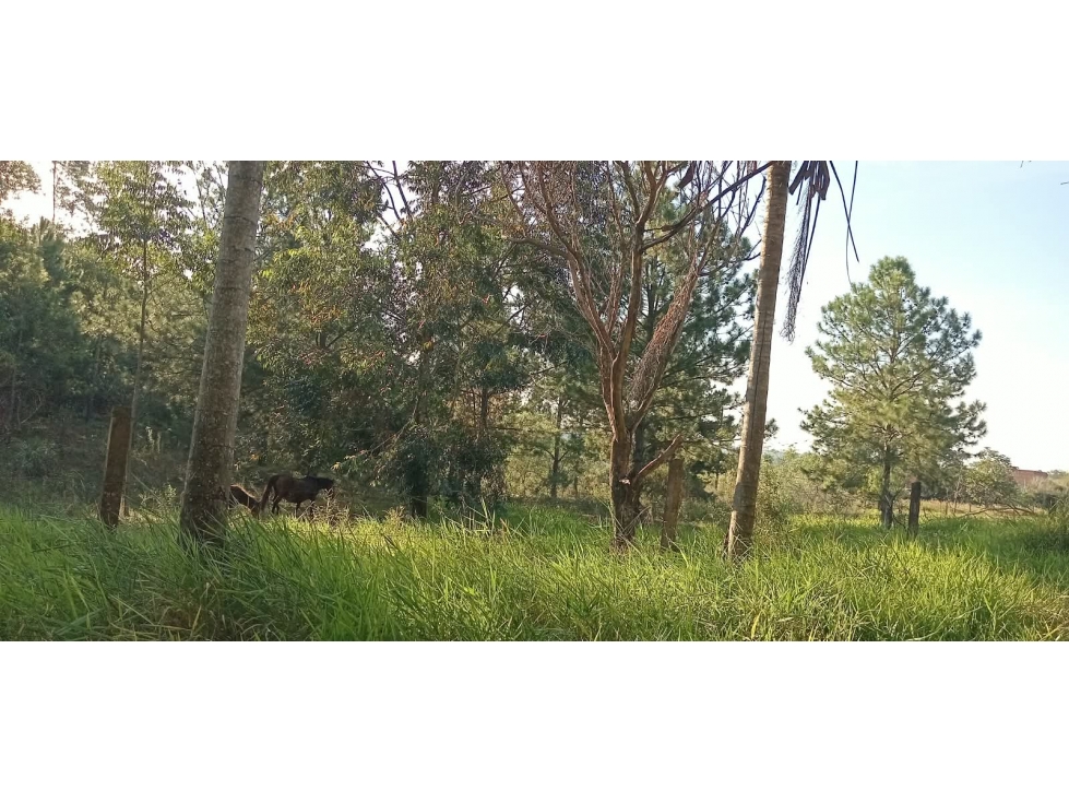 VENDO DOS HECTAREAS EN LA COLINA GARUPA, MISIONES - 2
