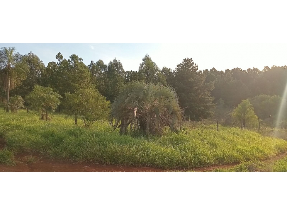 VENDO DOS HECTAREAS EN LA COLINA GARUPA, MISIONES - 4