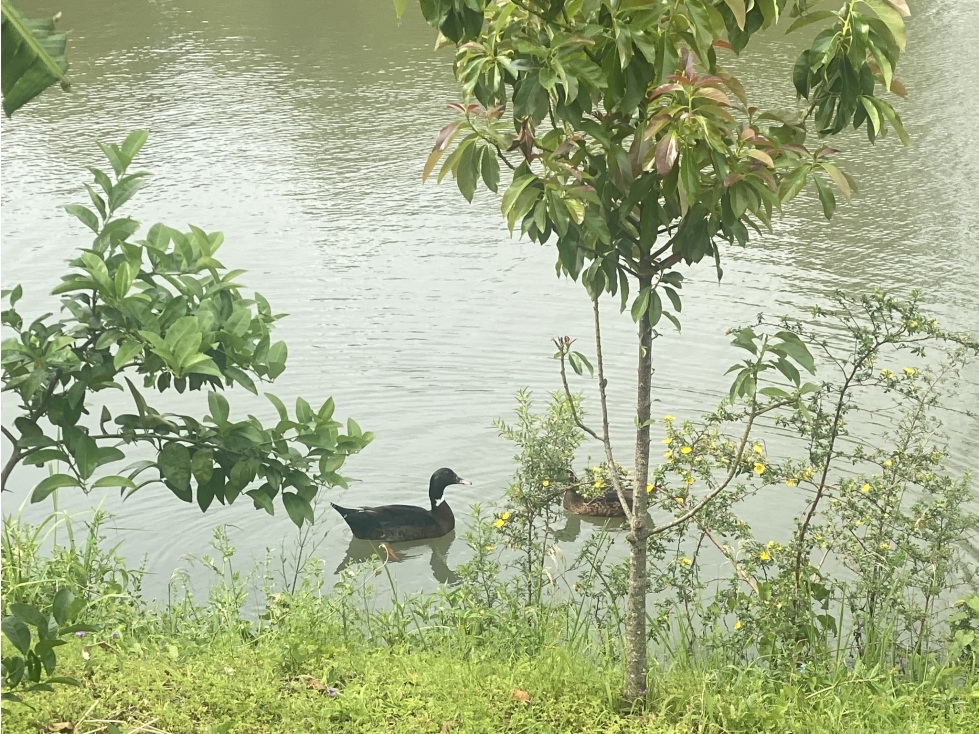 VENDO IMPRESIONANTE GRANJA CON PACU EN POSADAS MNES - 6