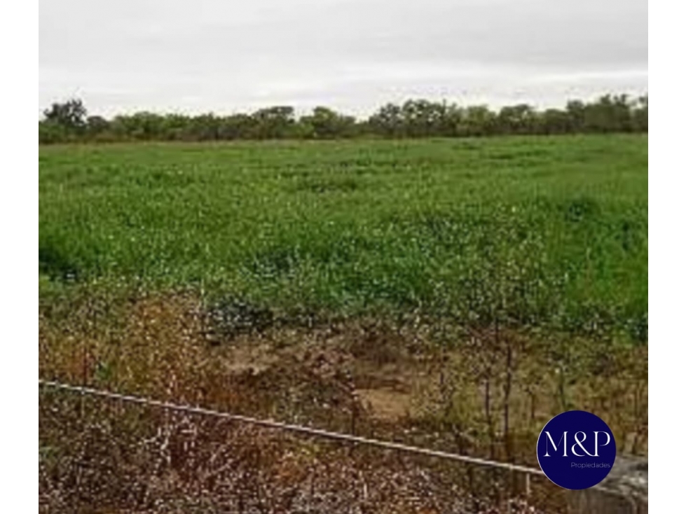 VENTA- CAMPO 258 HAS- TUCLAME - 2