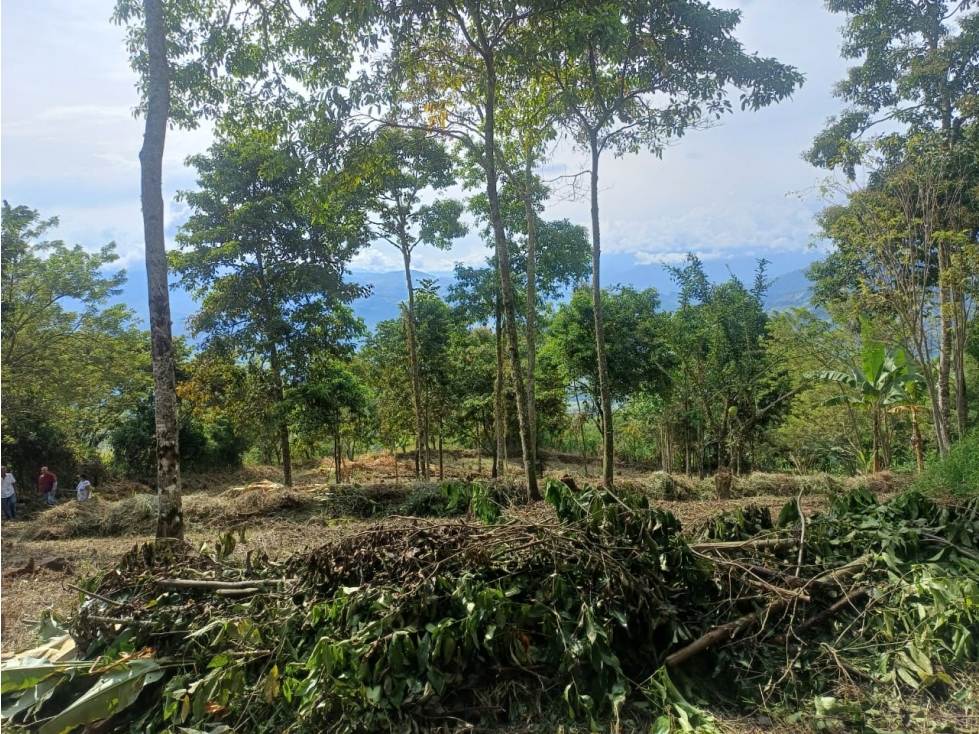Lote en Venta - Fredonia, Antioquia de 3750m² - 6
