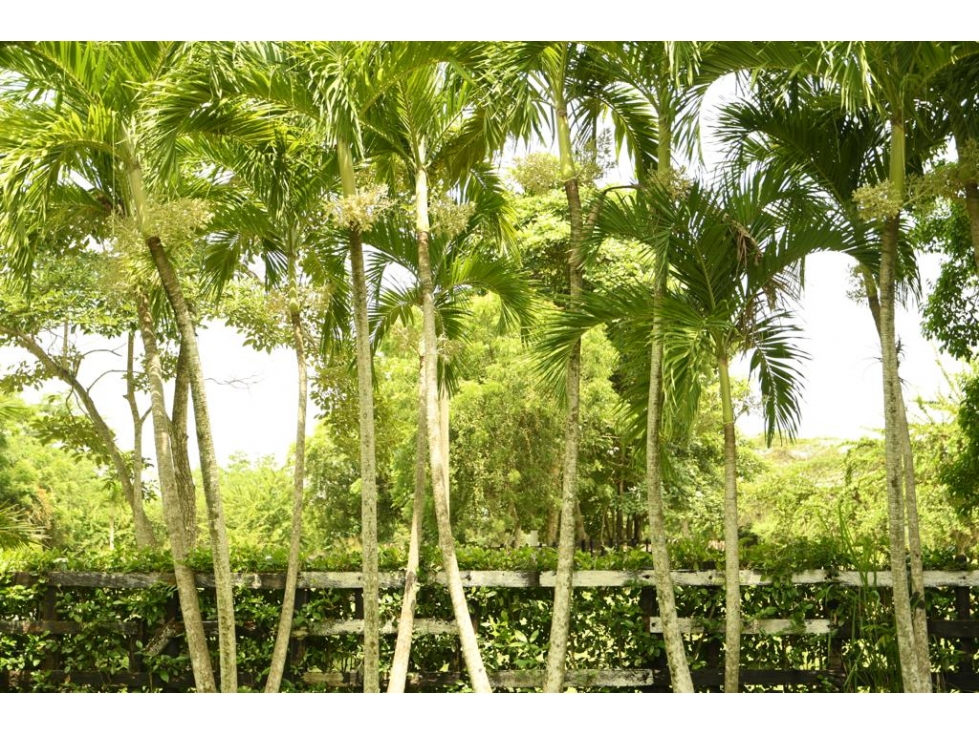 LOTE EN VENTA EN BARANOA - 6