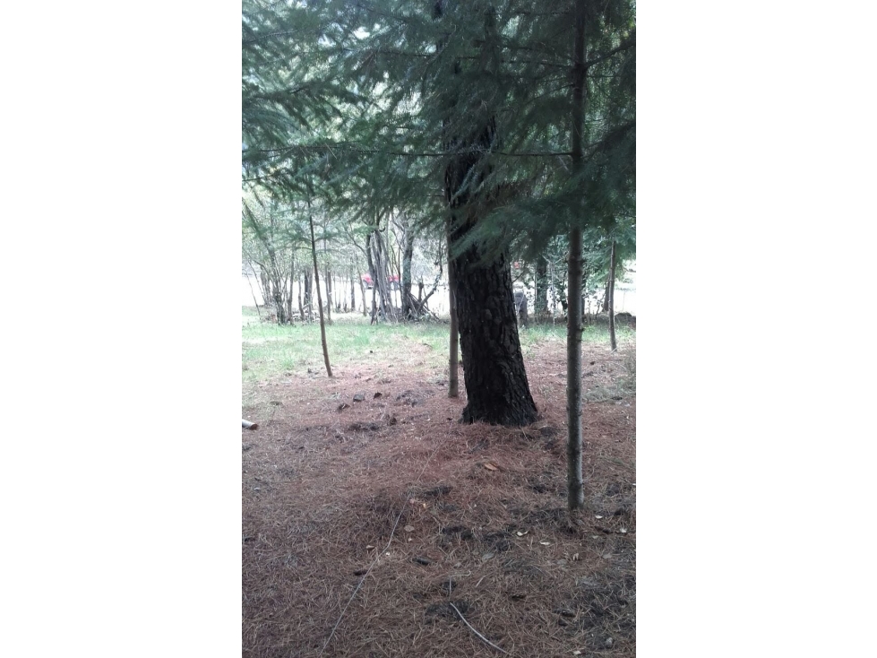 EN VENTA LOTE DE 1500 M2 EN LAGO PUELO LO-219 - 3