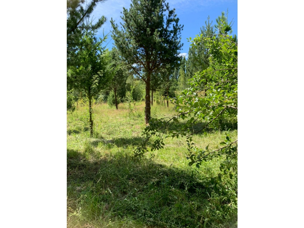 SE ALQUILA TERRENO DE 6.000 M2 EN EL BOLSÓN - 6