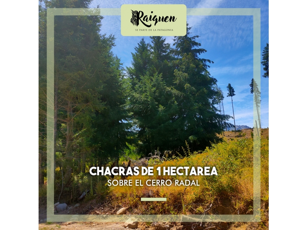 EN VENTA PARCELAS DE APROX. 9.000 M2 EN LAGO PUELO LO-244 - 6