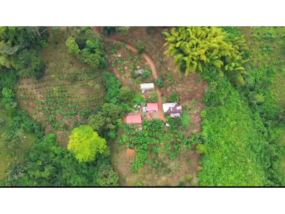 VENTA DE FINCA EN BUENAVISTA QUINDIO - 4