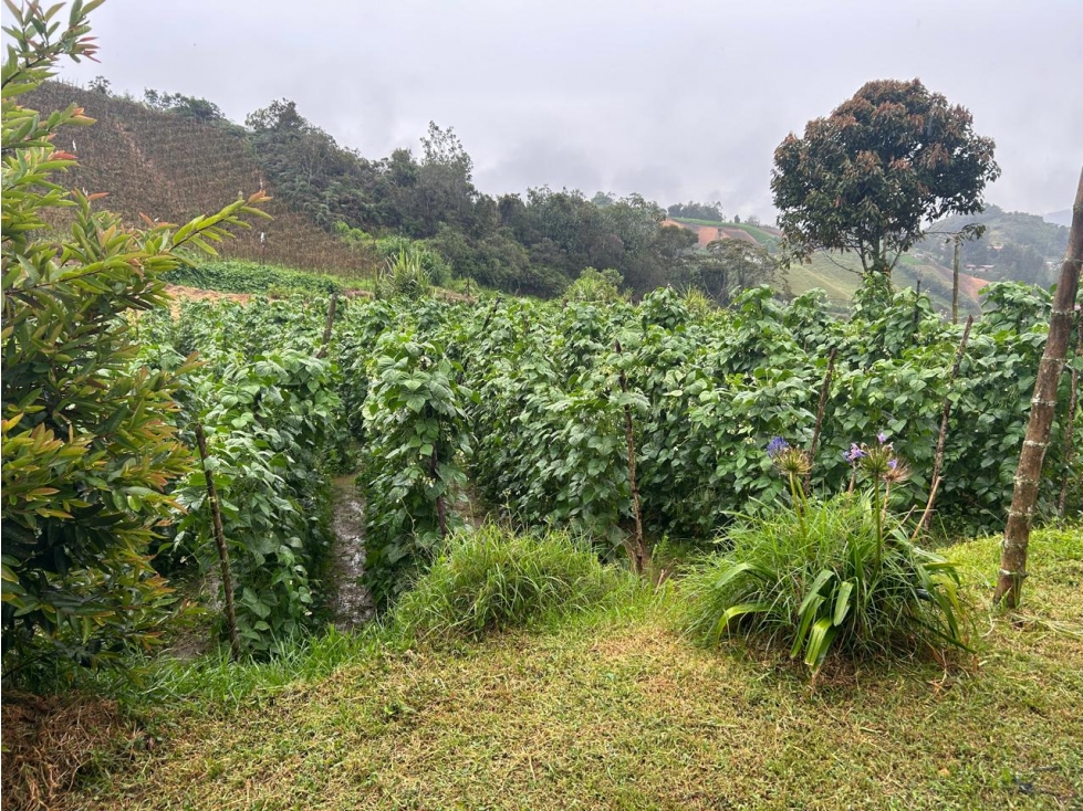 Finca, Vereda Morritos, El Santuario - 3