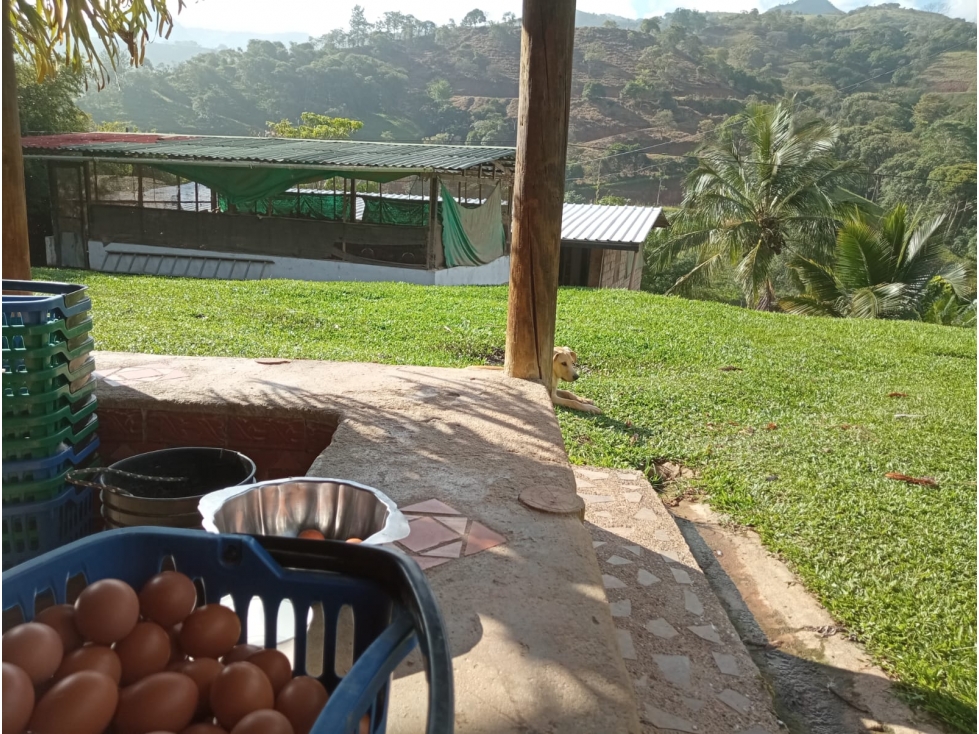 Finca en venta - Vereda La M, Santo Domingo, Antioquia - 5