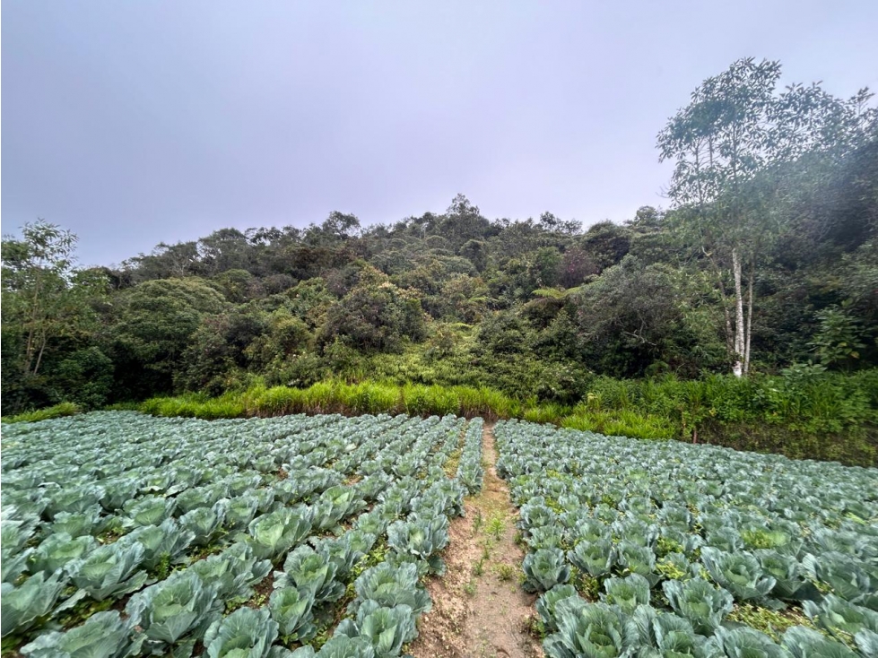 Lote en Vereda Morritos, El Santuario