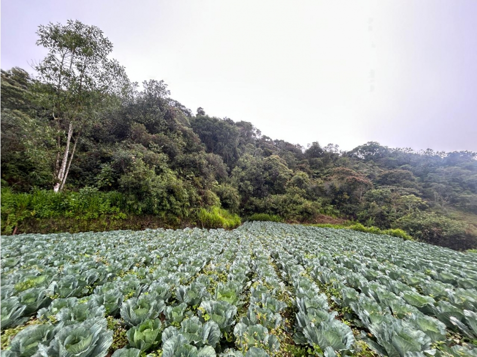 Lote en Vereda Morritos, El Santuario — foto 3