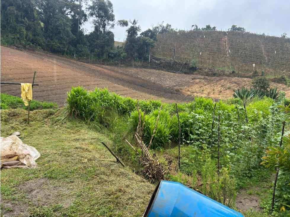 Finca, Vereda Morritos, El Santuario - 5