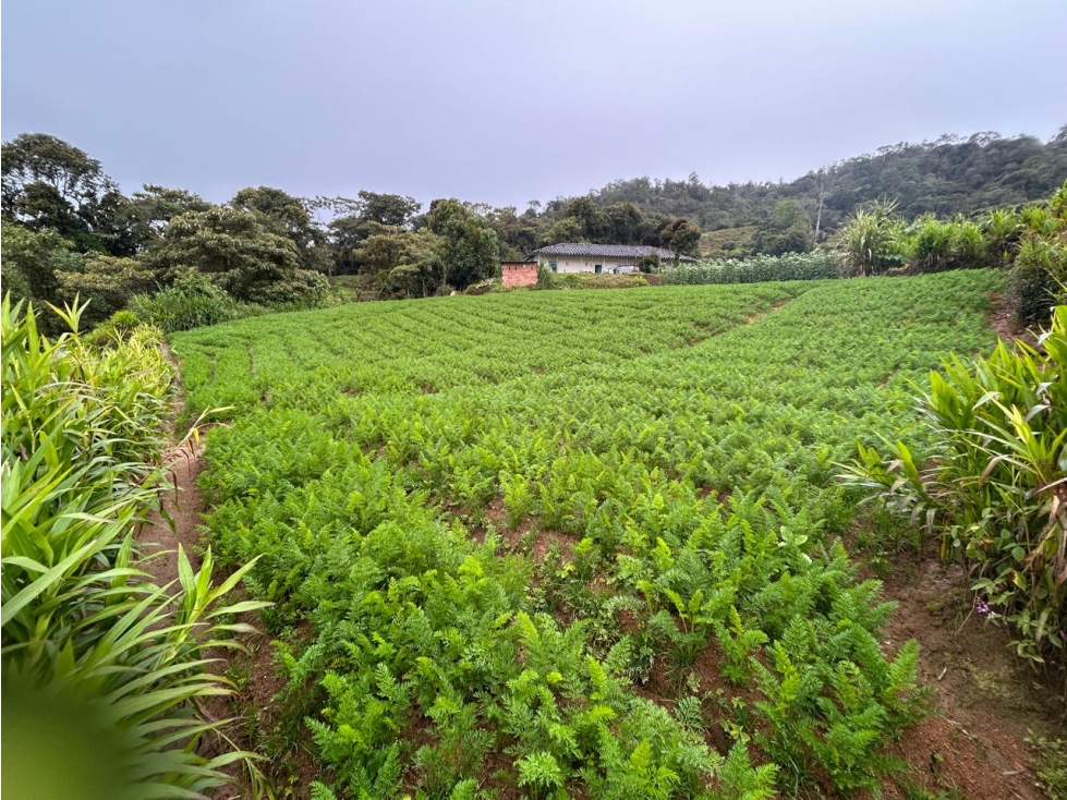 Finca, Vereda Morritos, El Santuario - 1