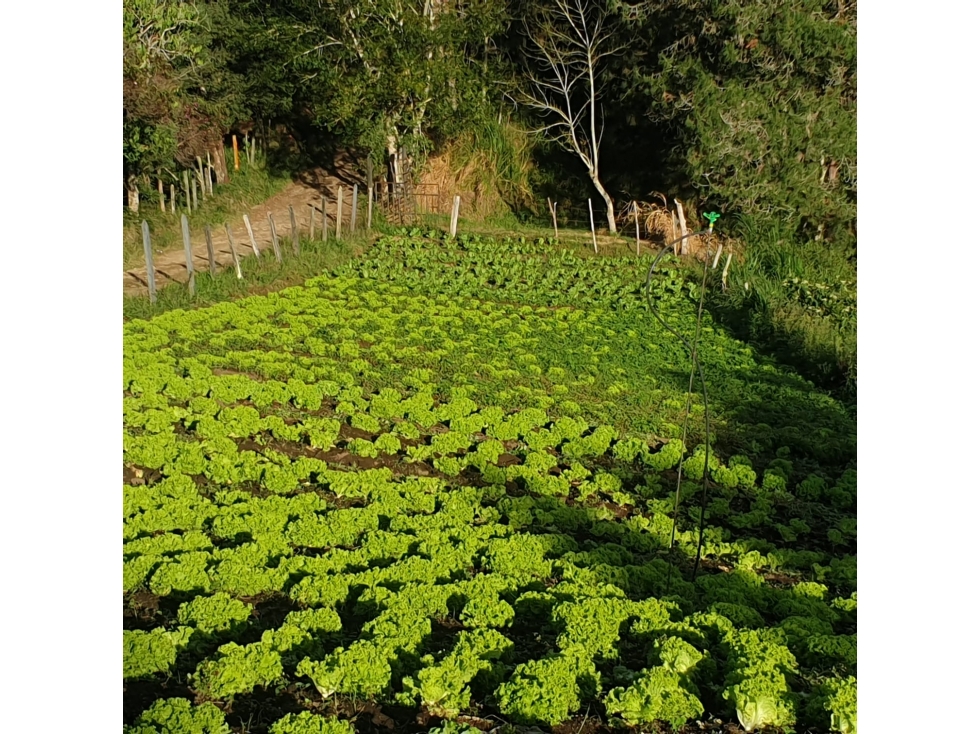 Lote, Vereda Aldana Abajo, El Santuario