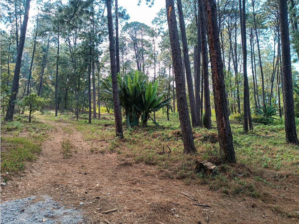 TERRENO BOSCOSO EN VENTA EN ZONA RESIDENCIAL DE AVÁNDARO — foto 5