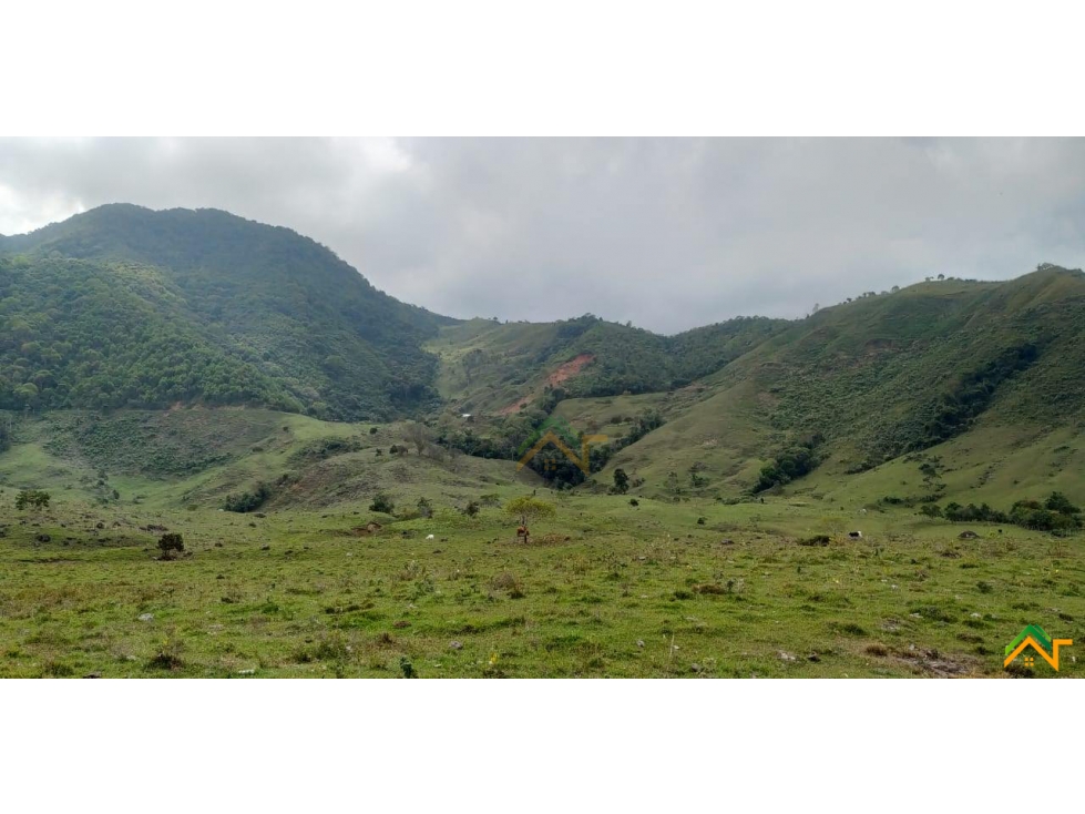 Vendo Finca de 550 cuadras en Betulia productiva y ganadera - 5